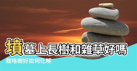 墳墓上長樹|【墳前長樹風水學】墳墓上長樹和雜草好嗎 